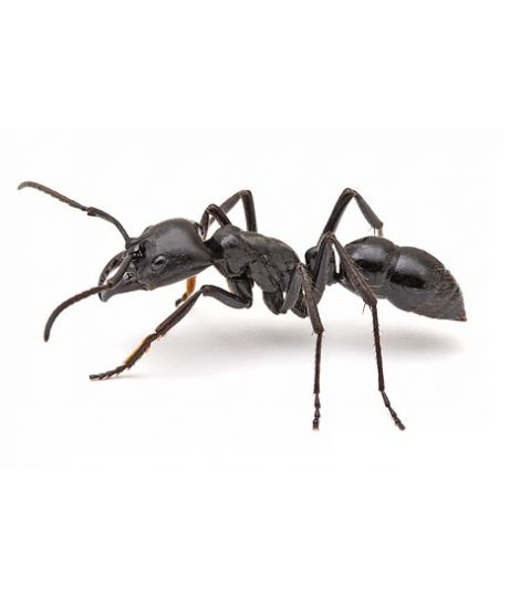 Горные муравьи PolyrhachisvicinaRoger (PvRoger)